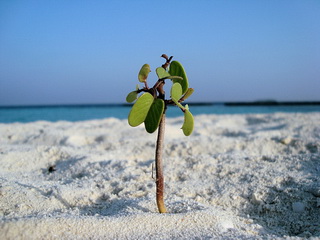 The Giving Tree