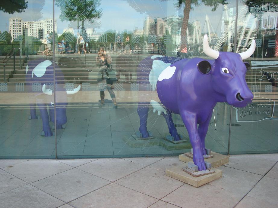 Purple-Cow